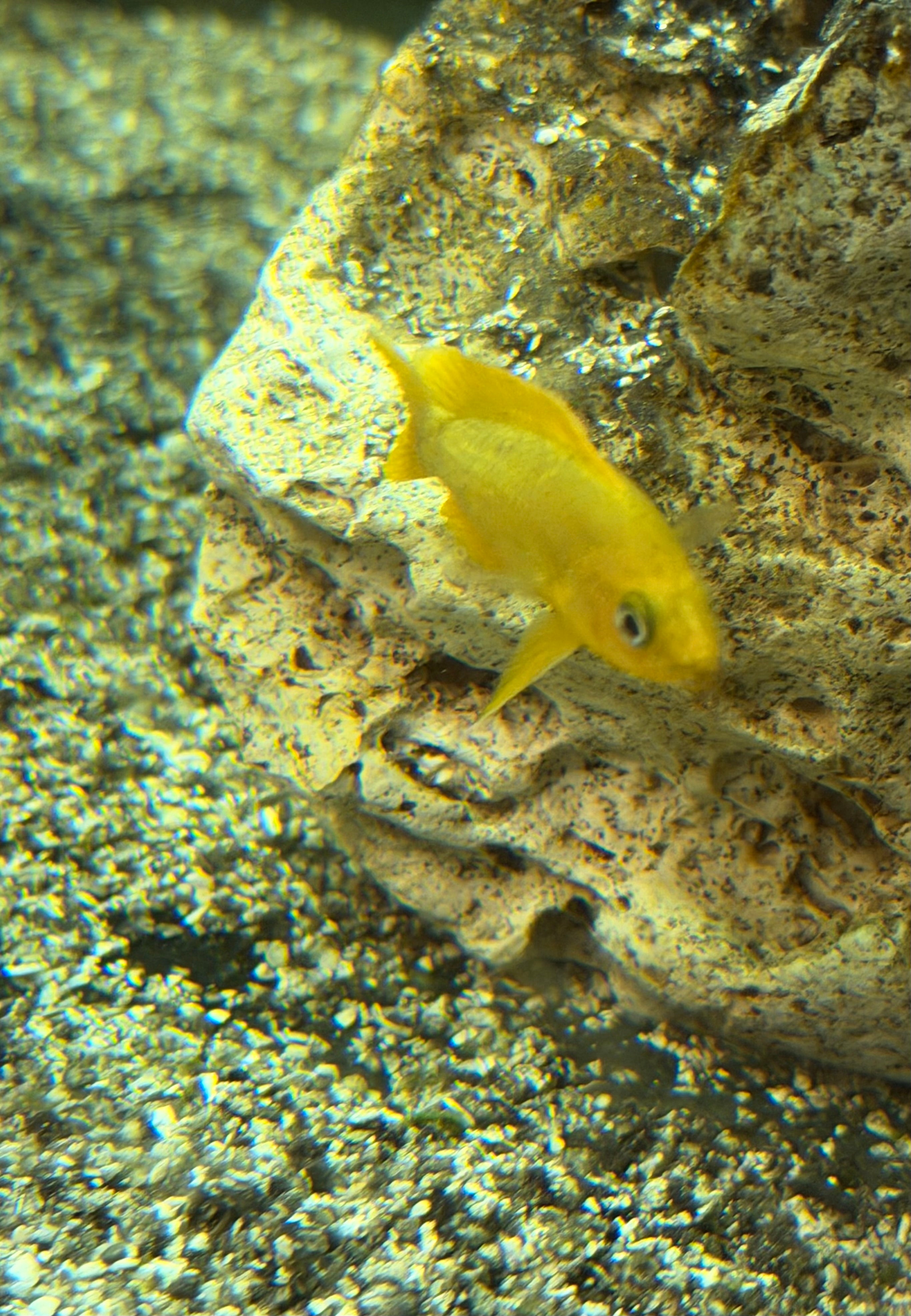 Neolamprologus leleupi Uvira