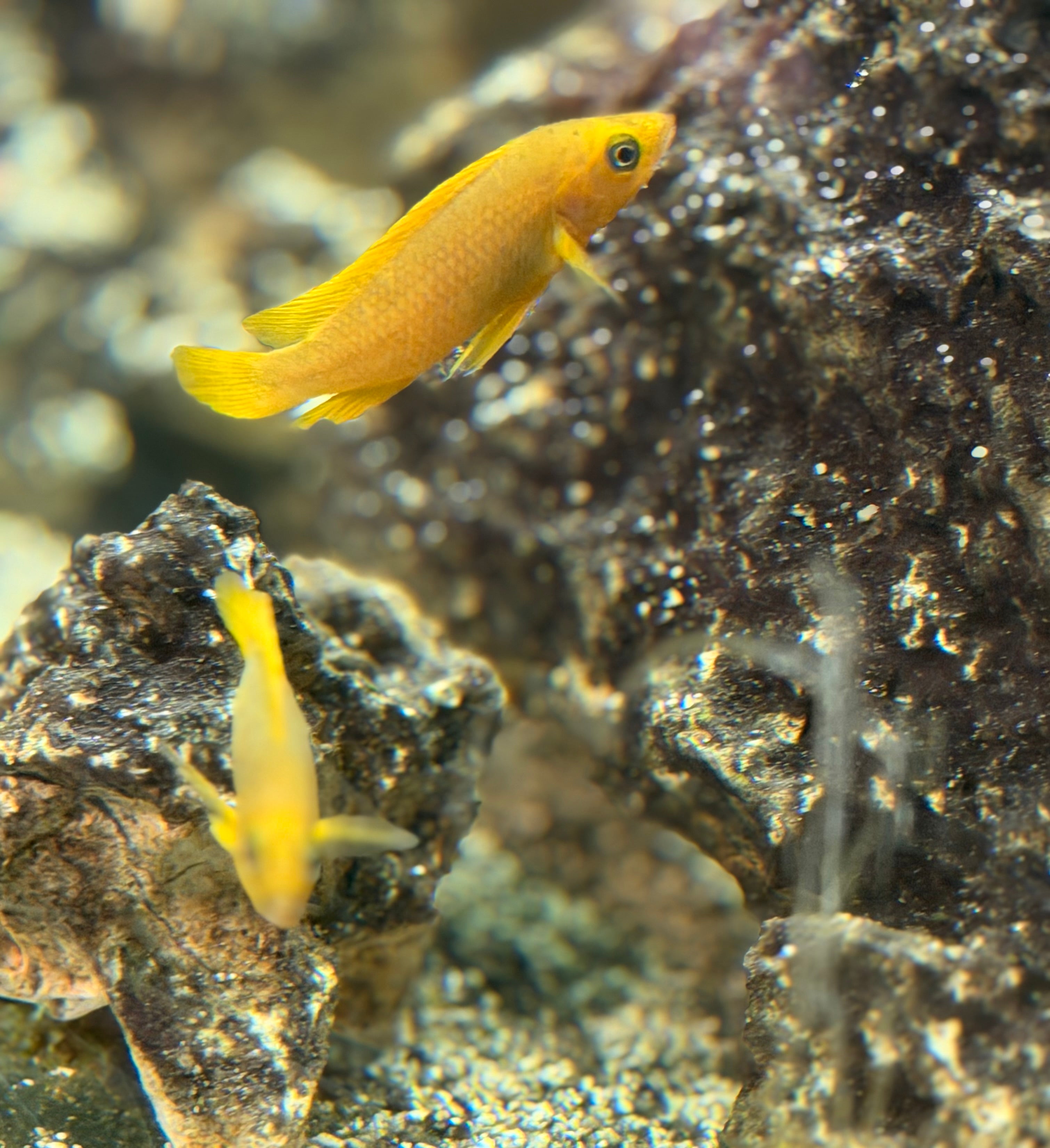 Neolamprologus leleupi Uvira