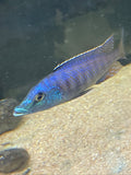Lichnochromis acuticeps (Malawi Gar)