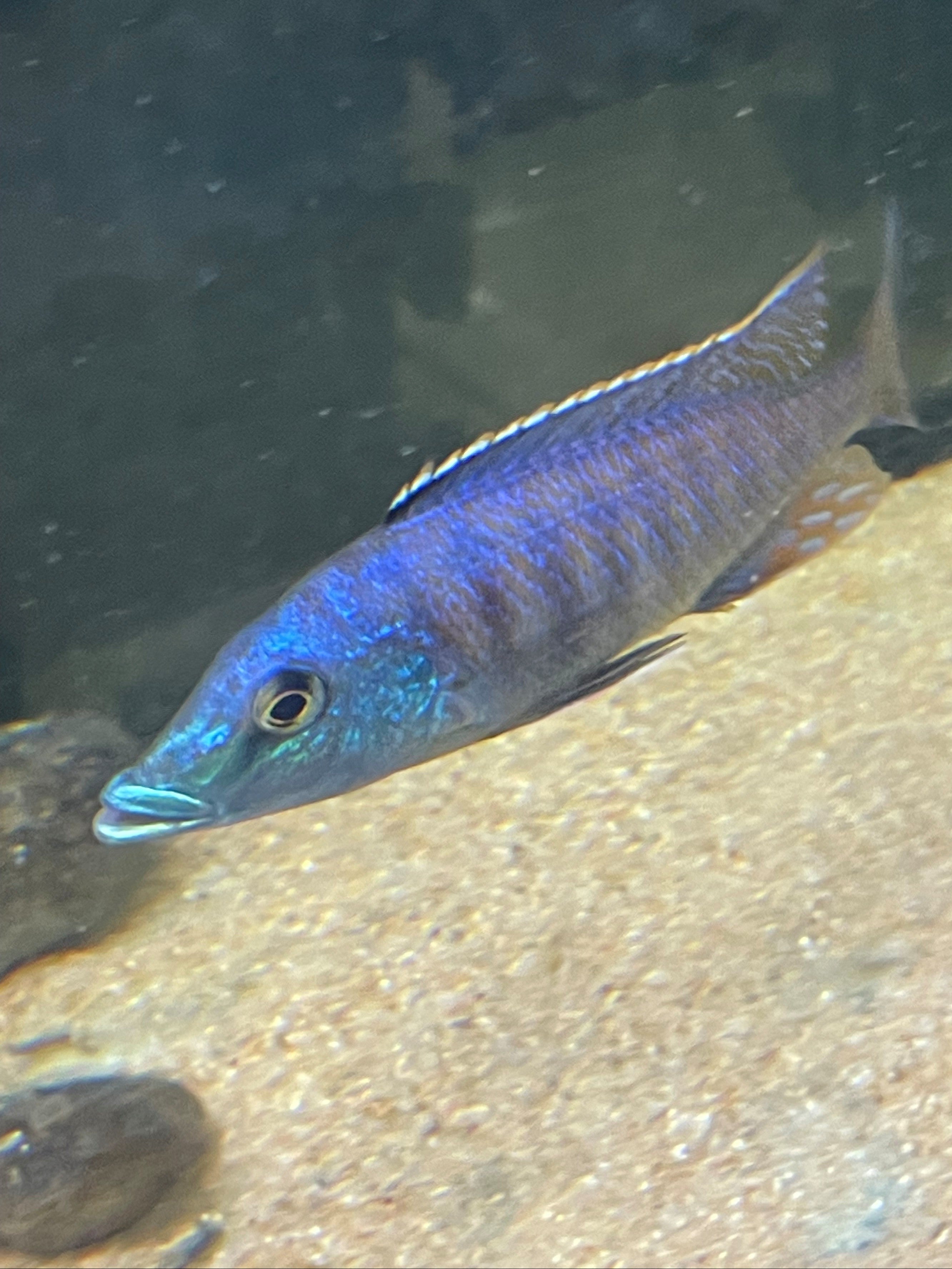 Lichnochromis acuticeps (Malawi Gar)
