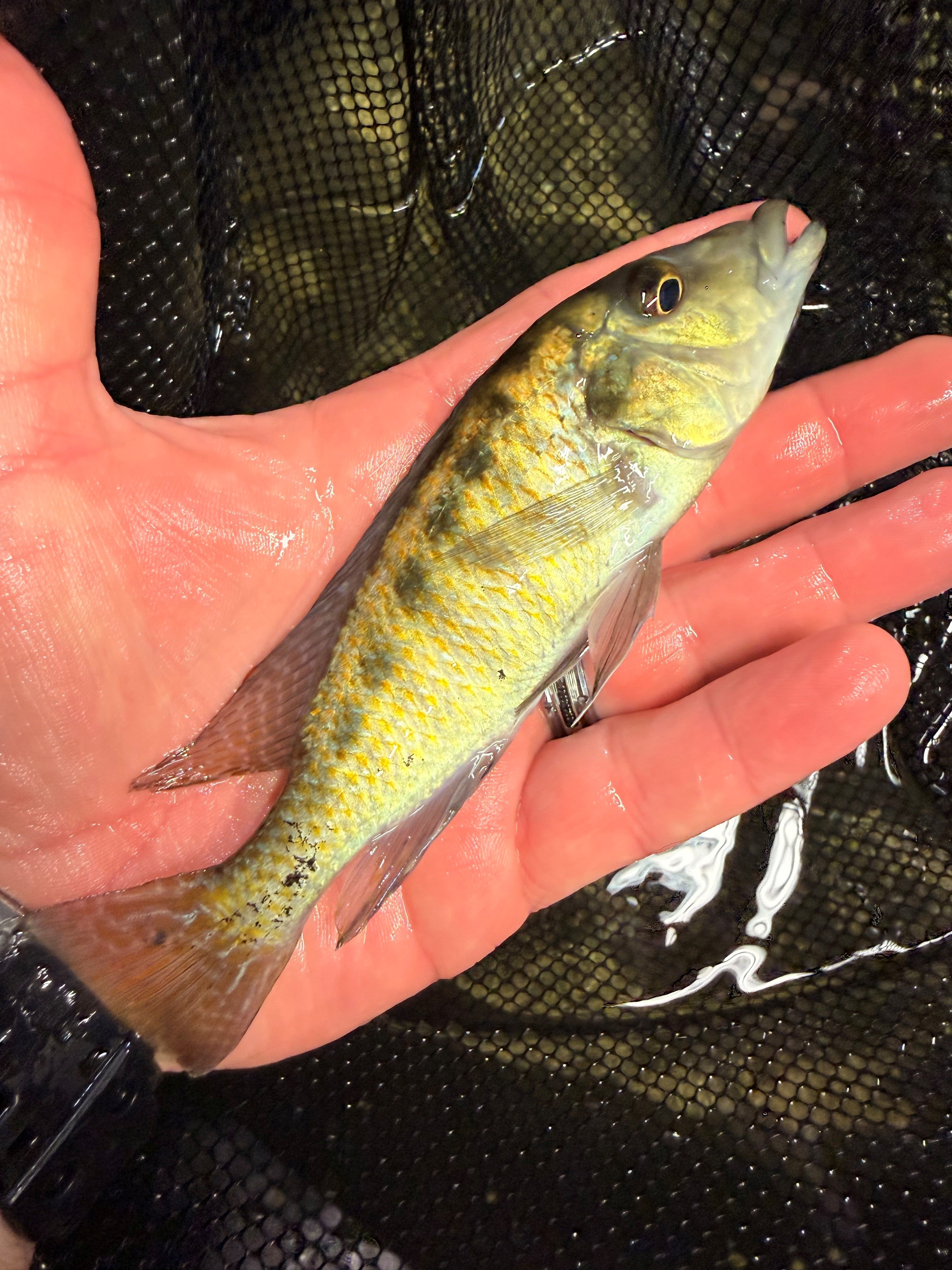 Lichnochromis acuticeps (Malawi Gar)