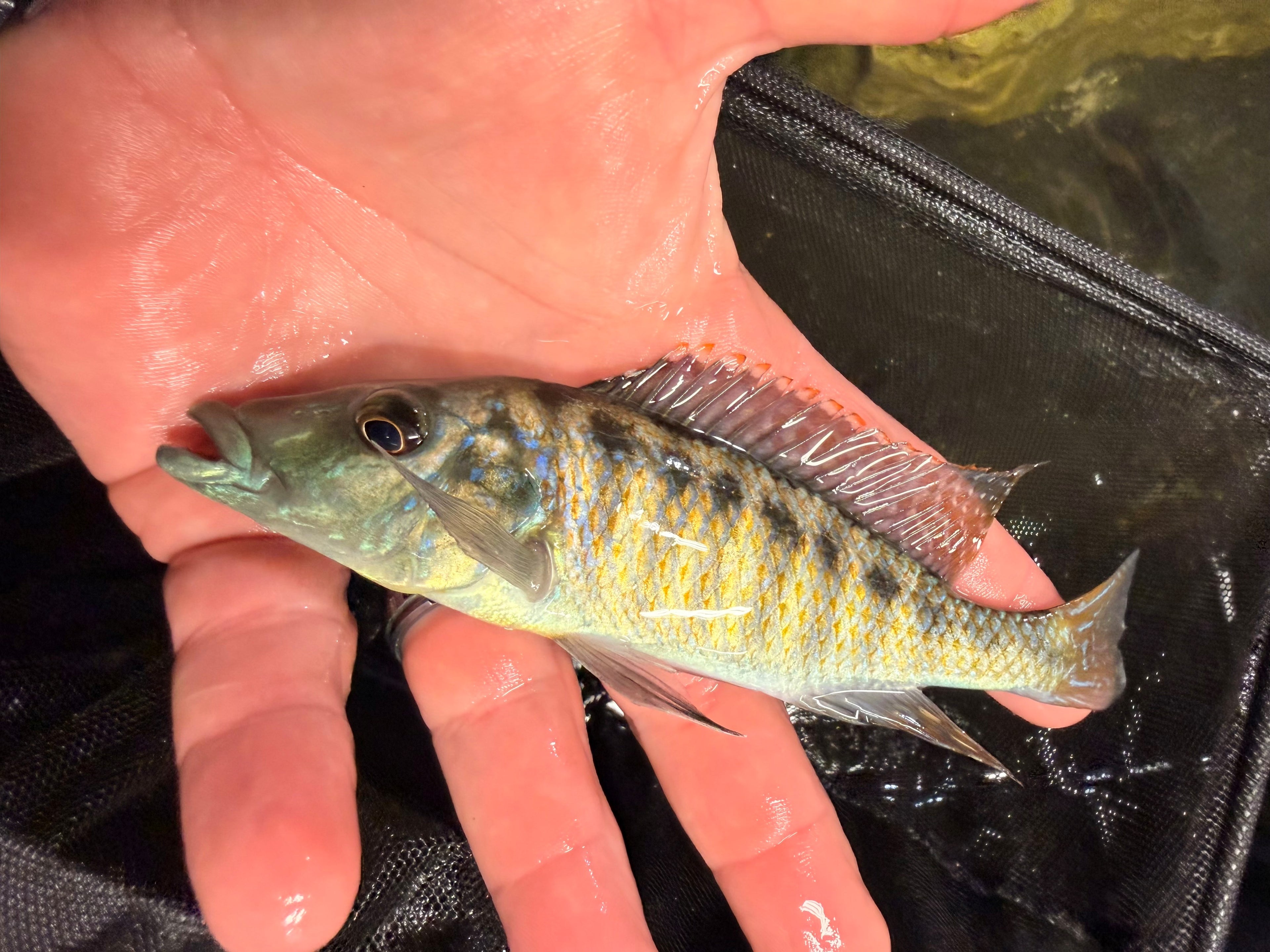 Lichnochromis acuticeps (Malawi Gar)