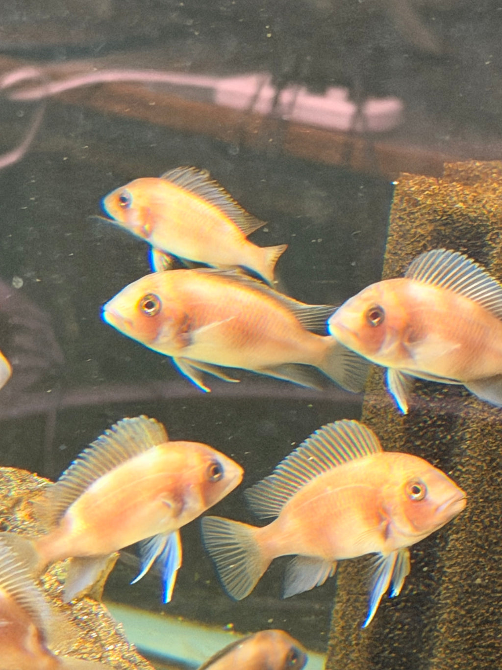 Cyphotilapia frontosa (Red Widow)