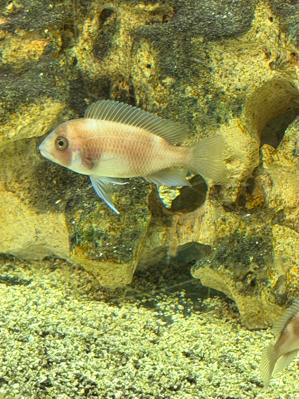 Cyphotilapia frontosa (Red Widow)