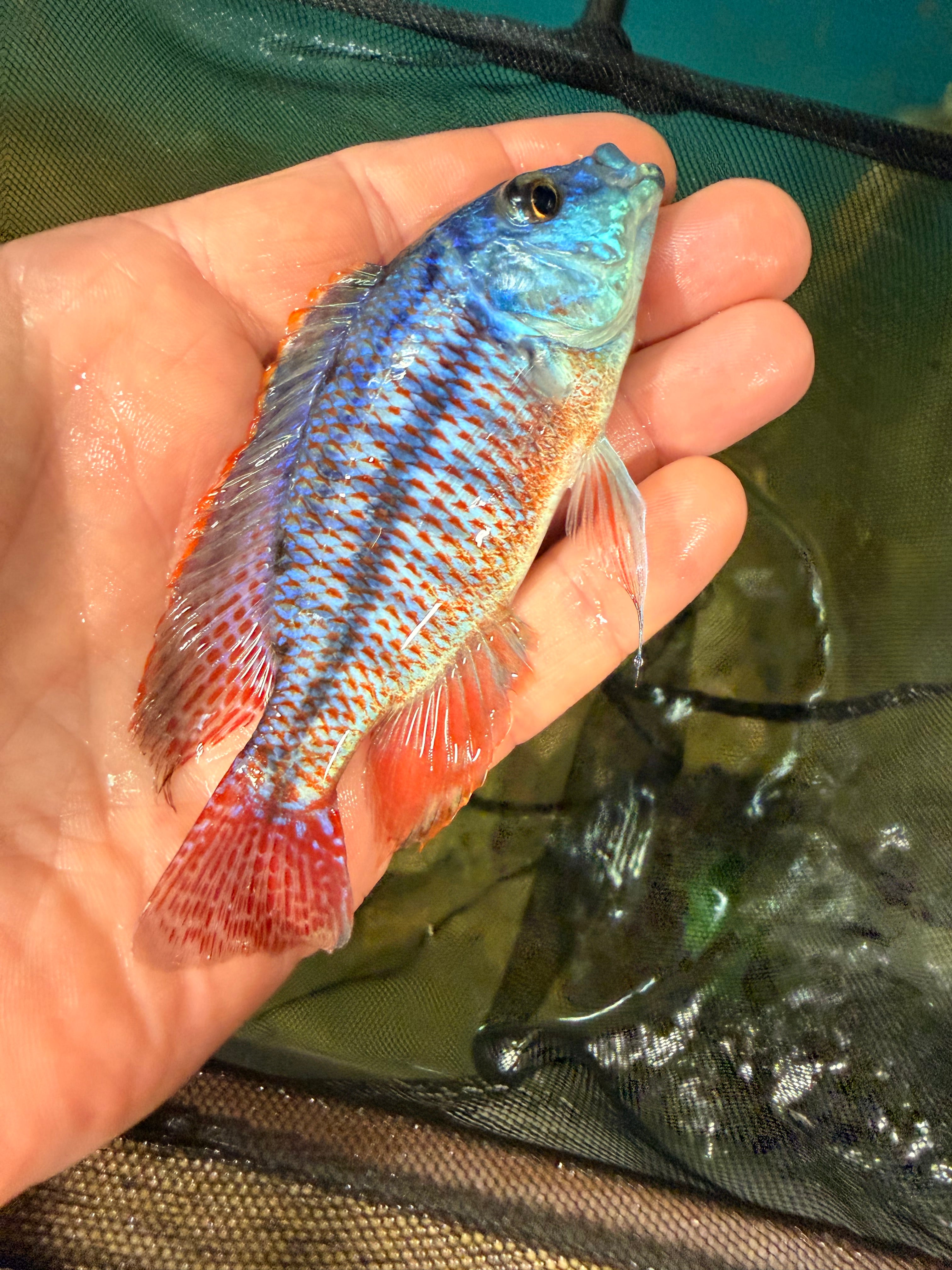 Red Empress Cichlids (Protomelas taeniolatus)