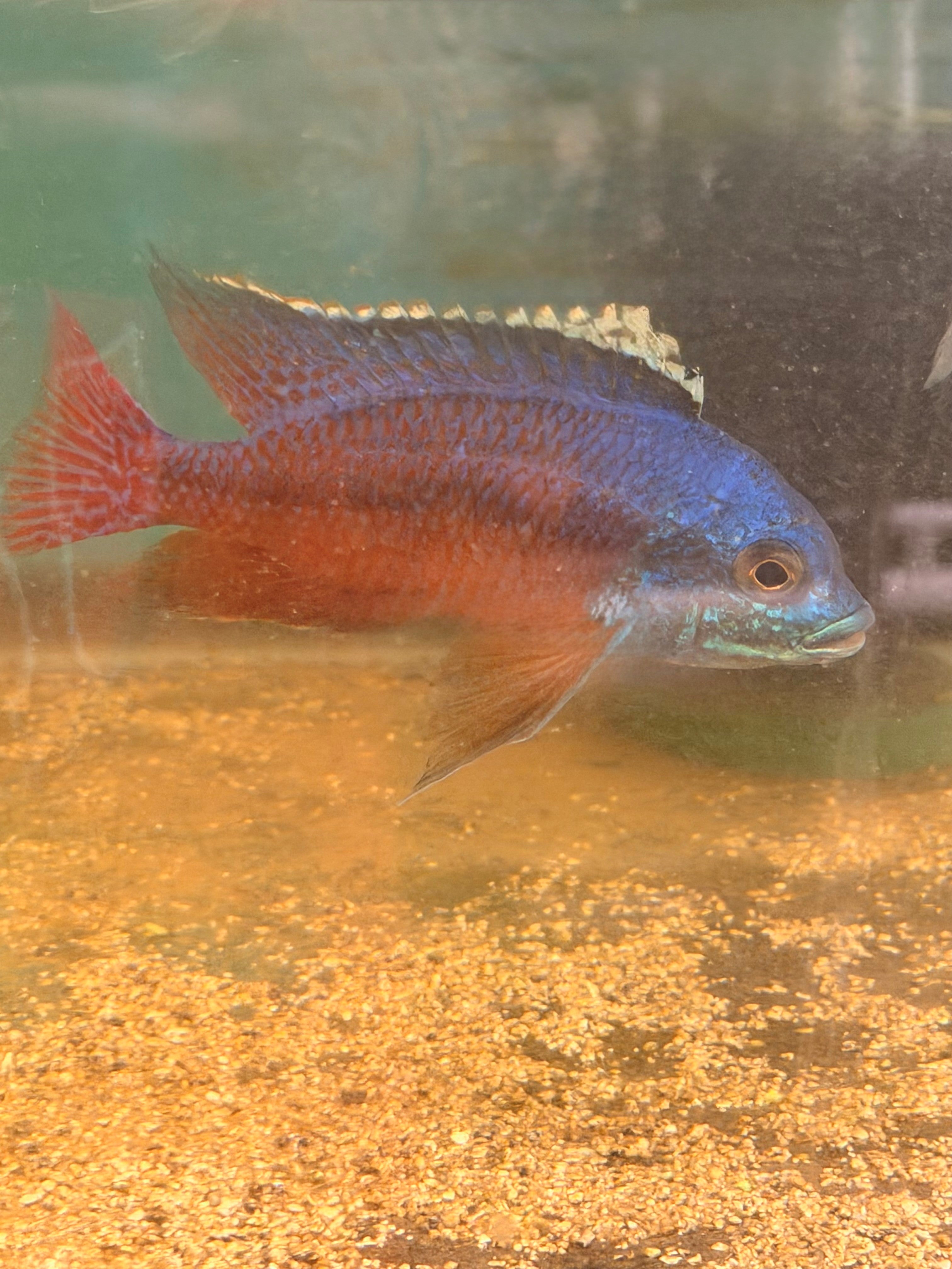 Red Empress Cichlids (Protomelas taeniolatus)