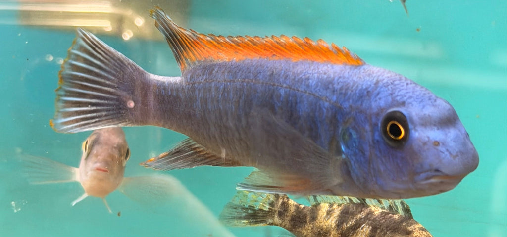Red Top Trewavasae ( Labeotropheus)