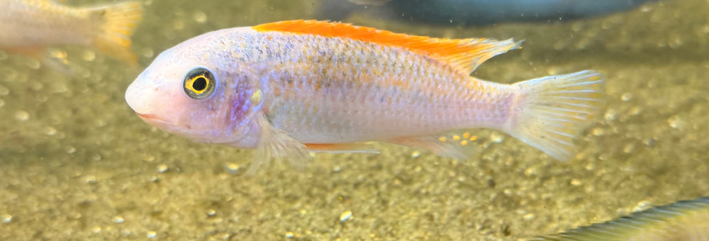 Red Top Trewavasae ( Labeotropheus)