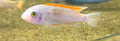 Red Top Trewavasae ( Labeotropheus)