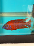 Ruby Red (Aulonocara rubescens)