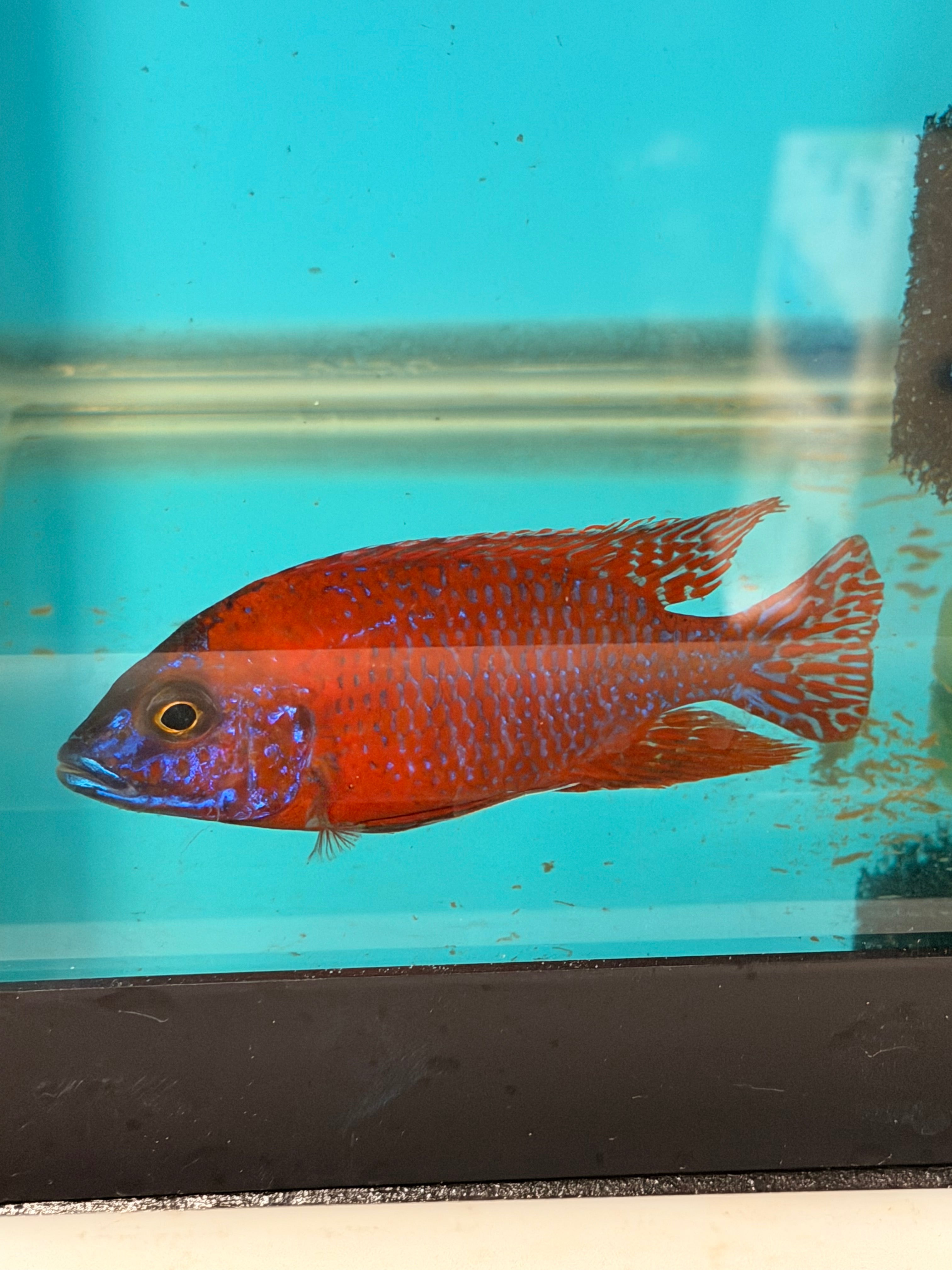 Ruby Red (Aulonocara rubescens)