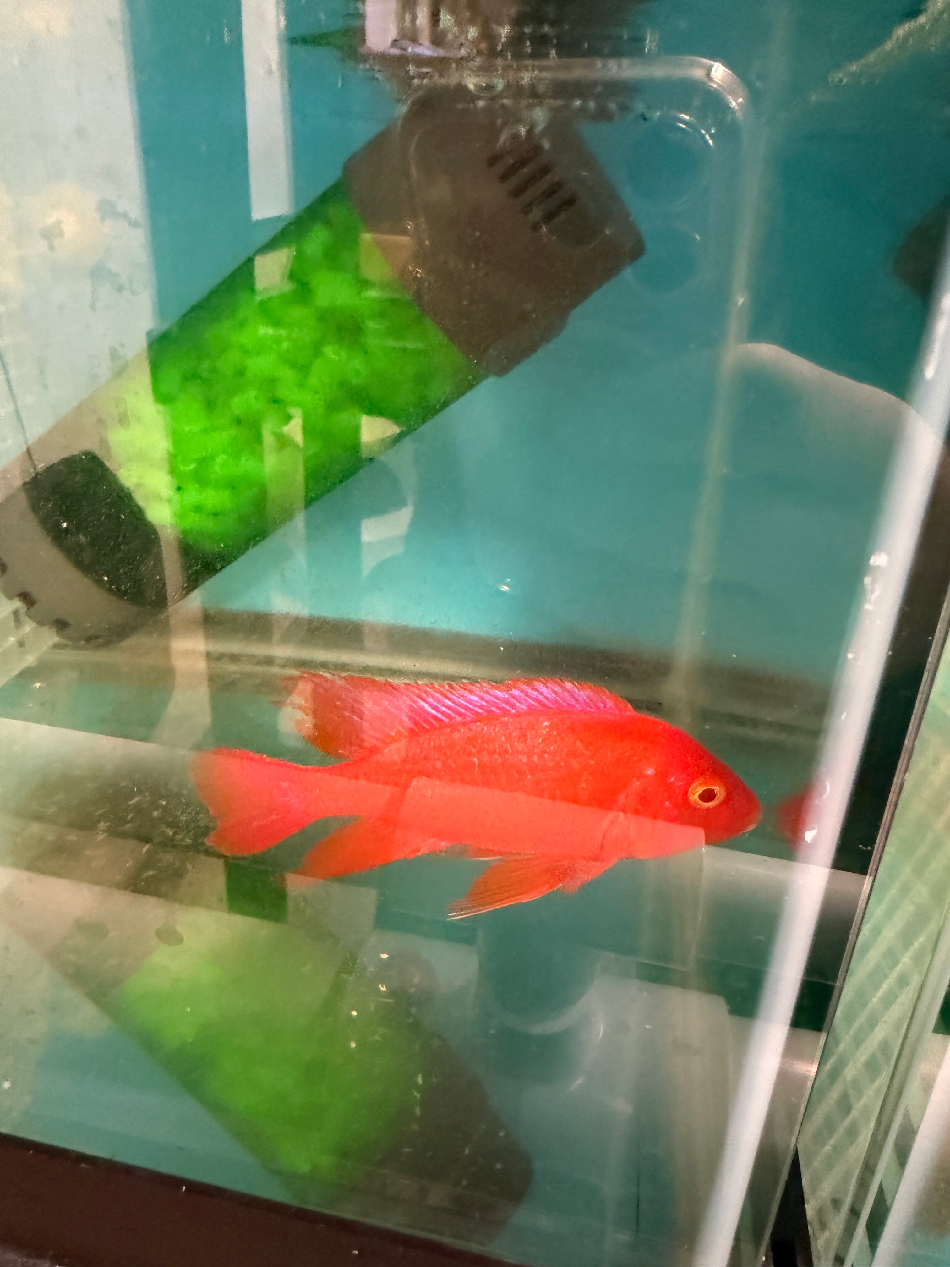 Super Red Albino