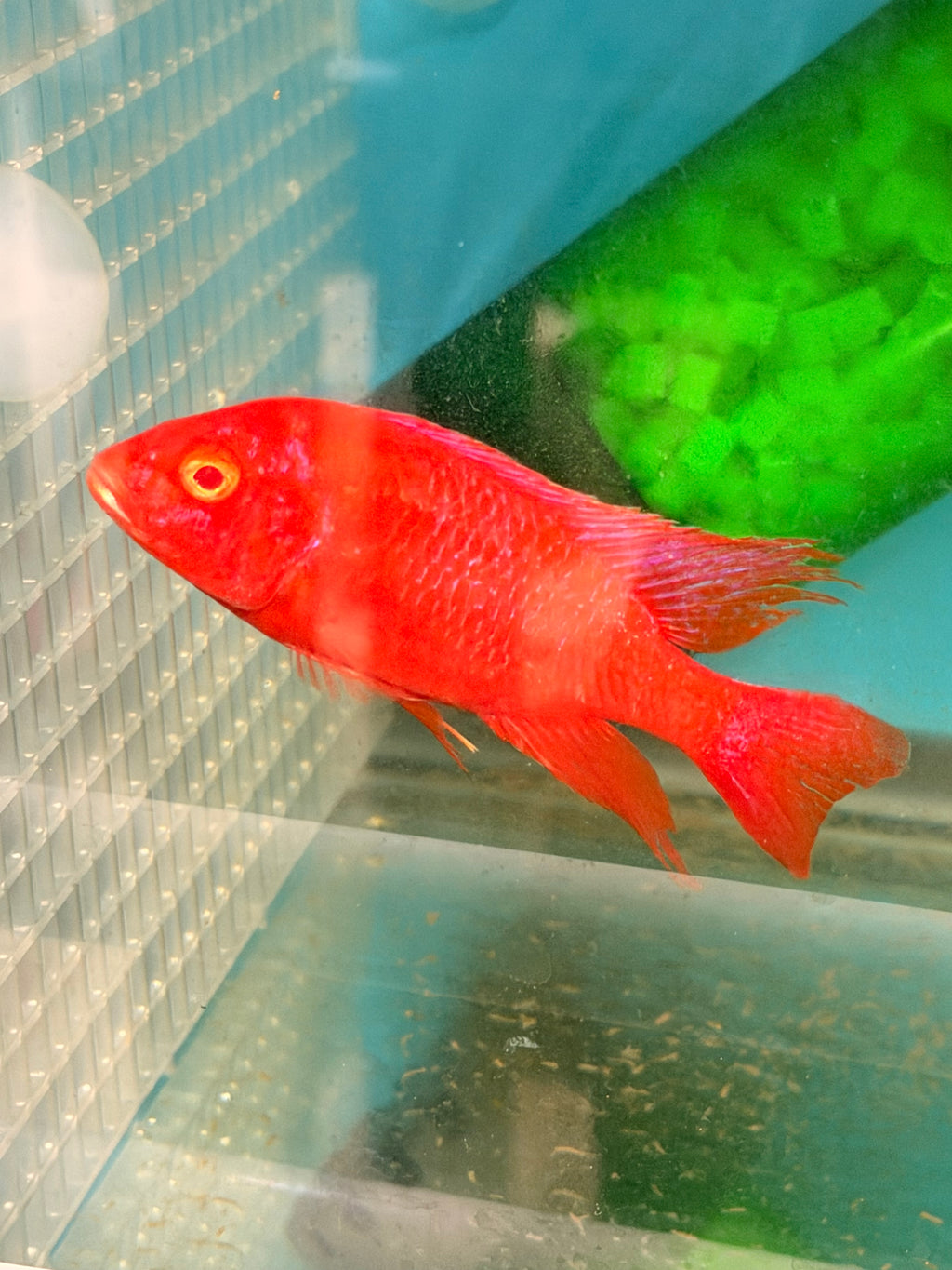 Super Red Albino