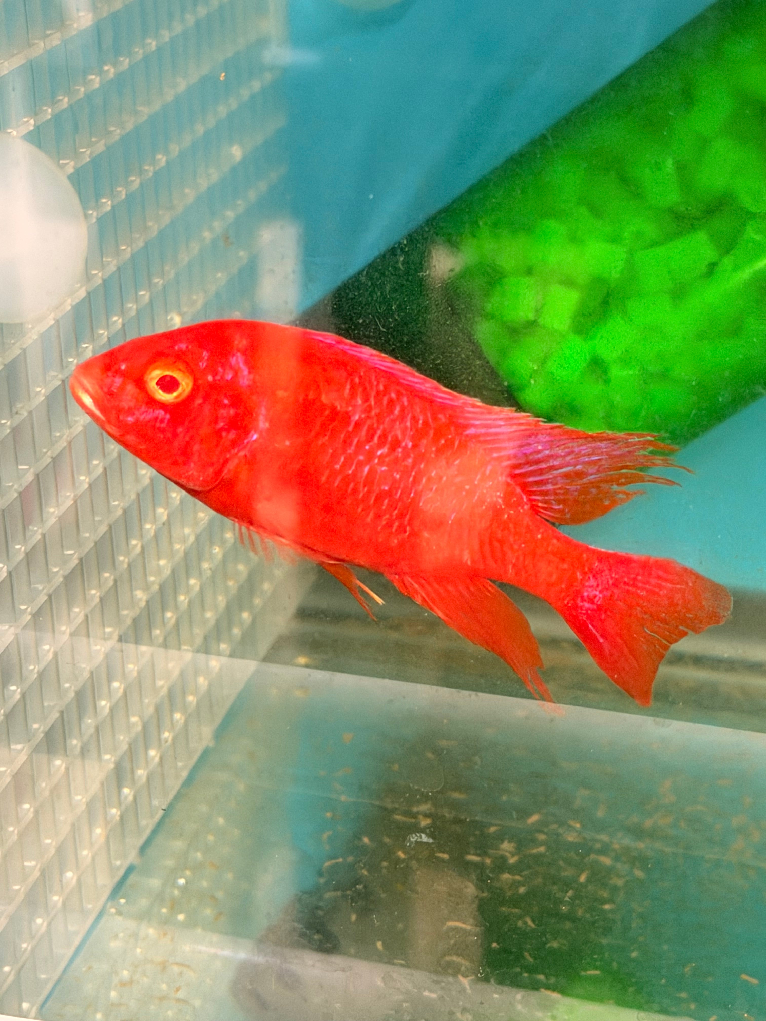 Super Red Albino