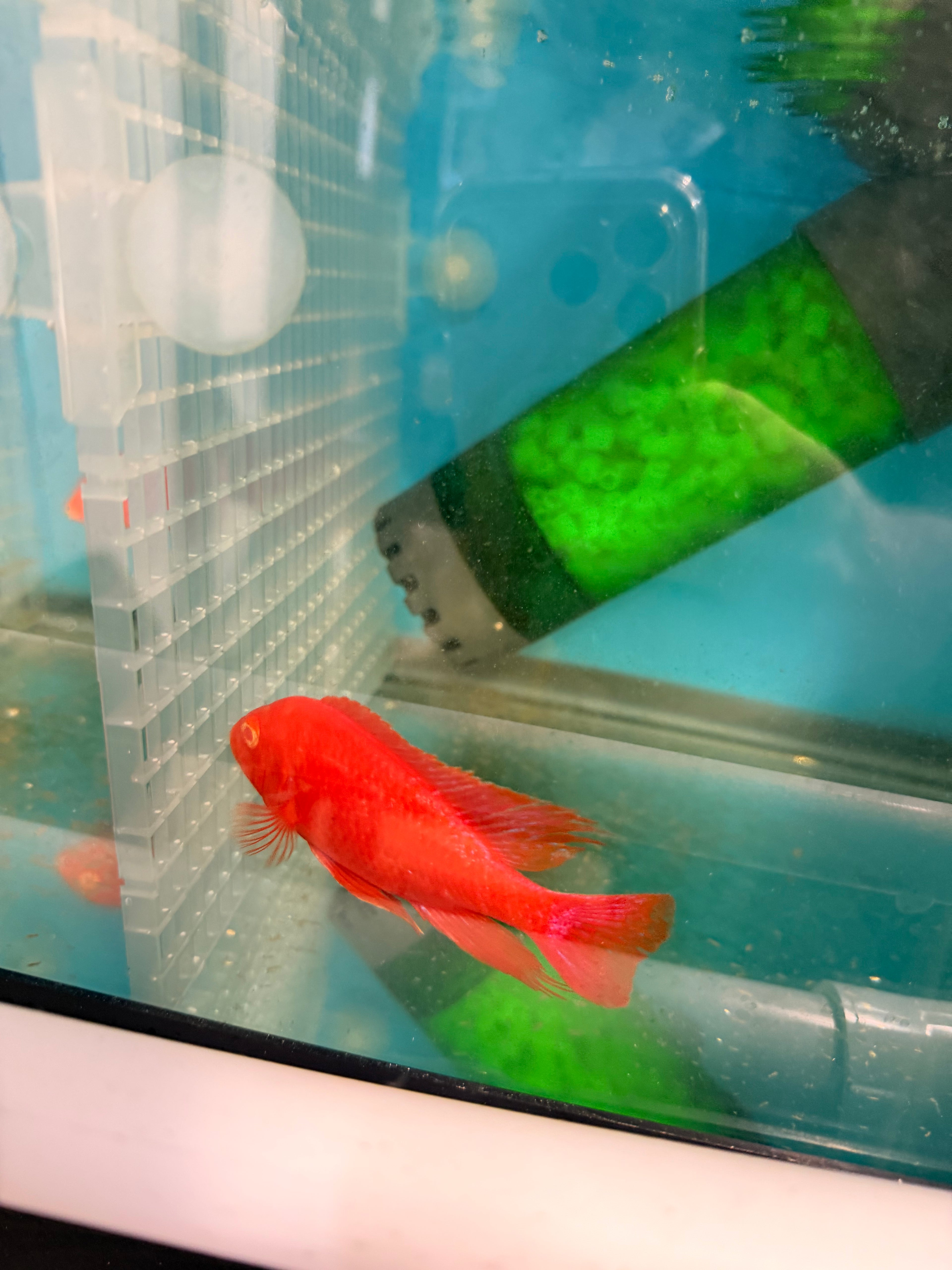 Super Red Albino
