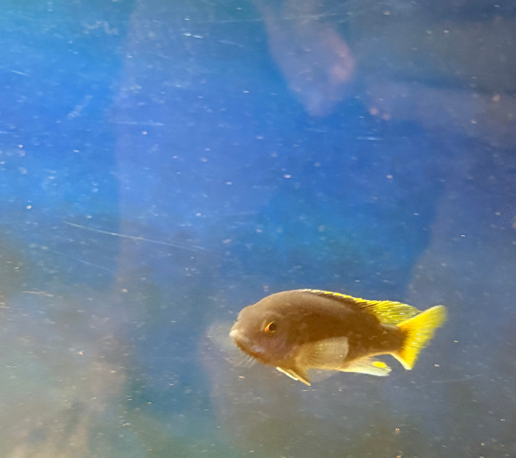 Pseudotropheus sp. "acei"