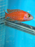 Dragon Blood Peacock