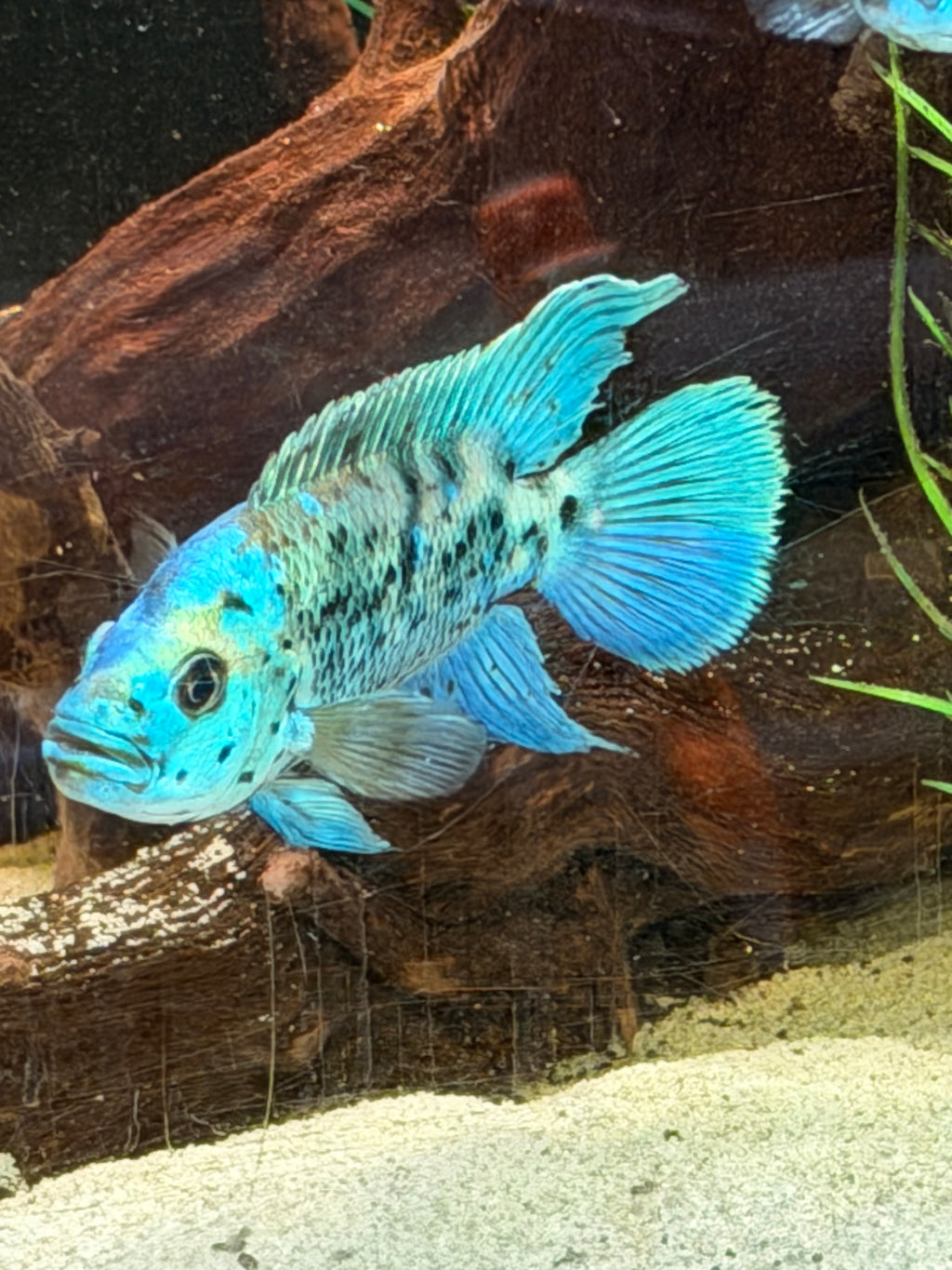 Electric Blue Jack Dempsey