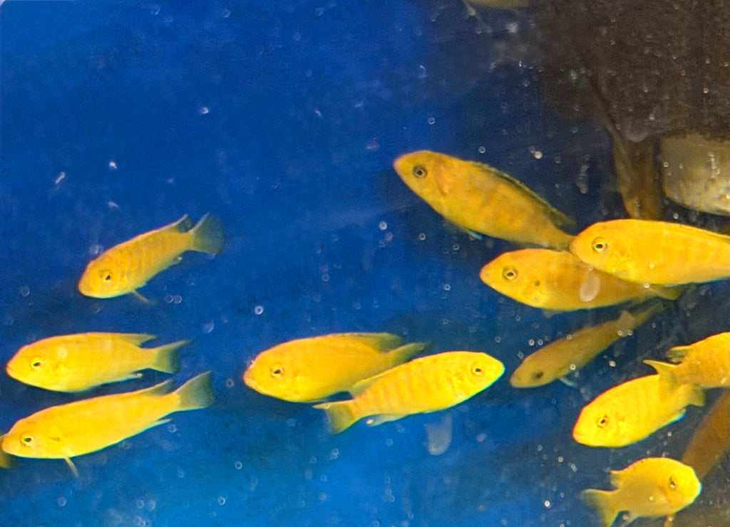 Yellow Lab (Labidochromis Caeruleus)