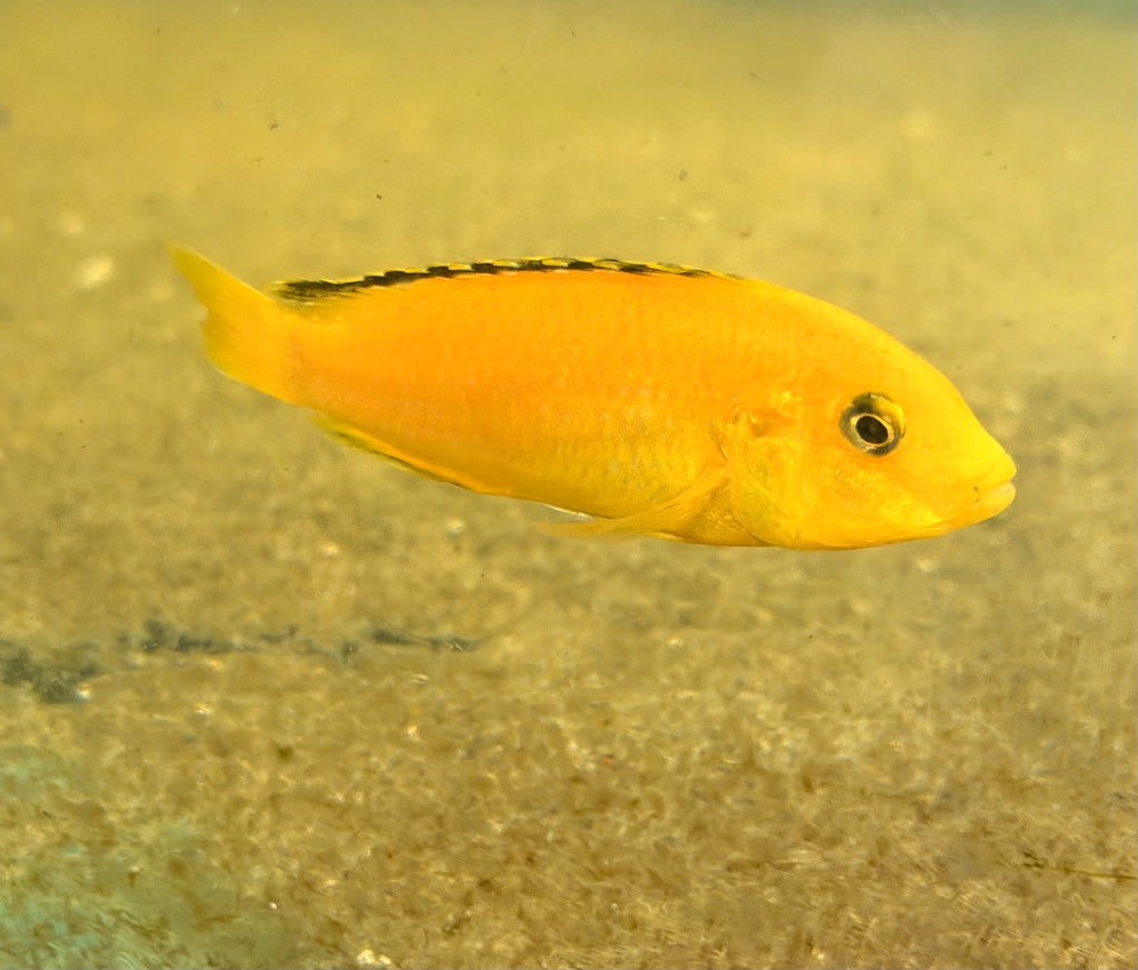Yellow Lab (Labidochromis Caeruleus)