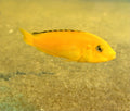 Yellow Lab (Labidochromis Caeruleus)